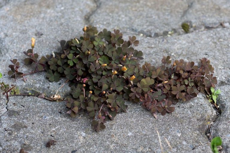 Photo de Conférence de Paul Guillibert