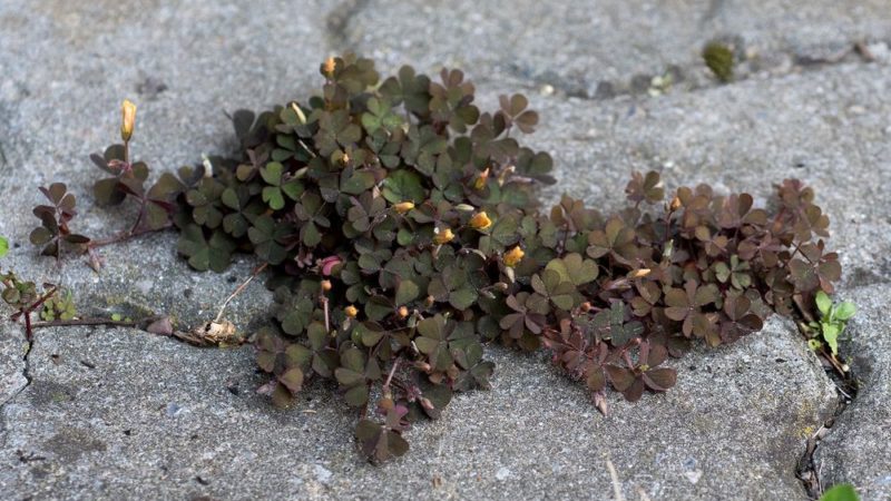 Photo de Métamorphose – Chapitre 1 : P. et B.